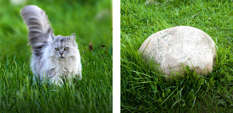 Cat and Stone